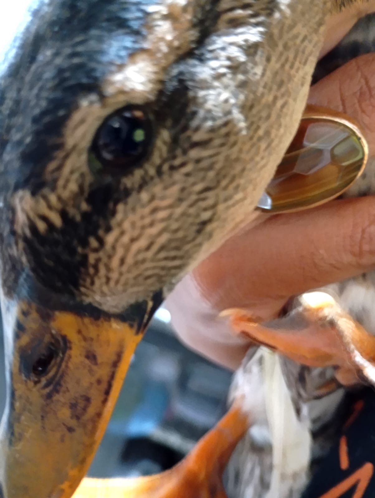 contato com pato